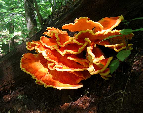 Shelf fungi (21 HL)